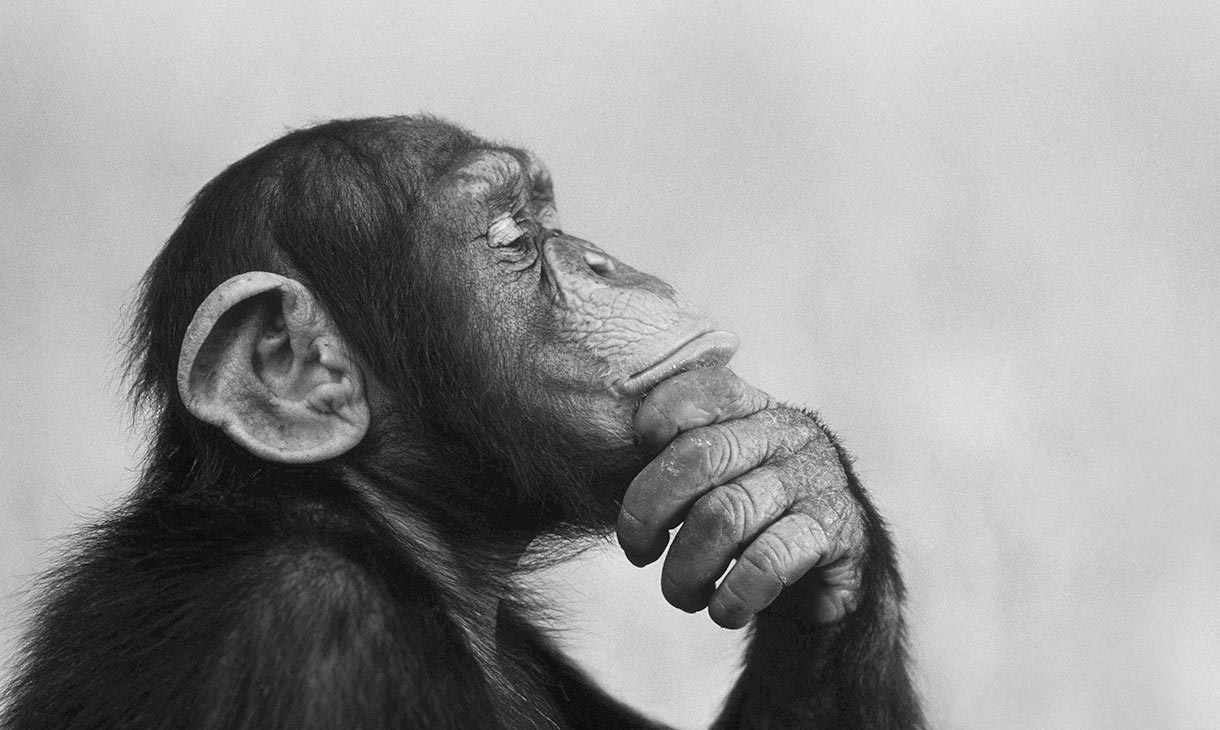 does the chimpanzee have a theory of mind