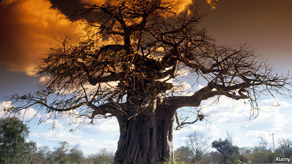 baobab trees amazing pakenham thomas why remarkable economist nairobi