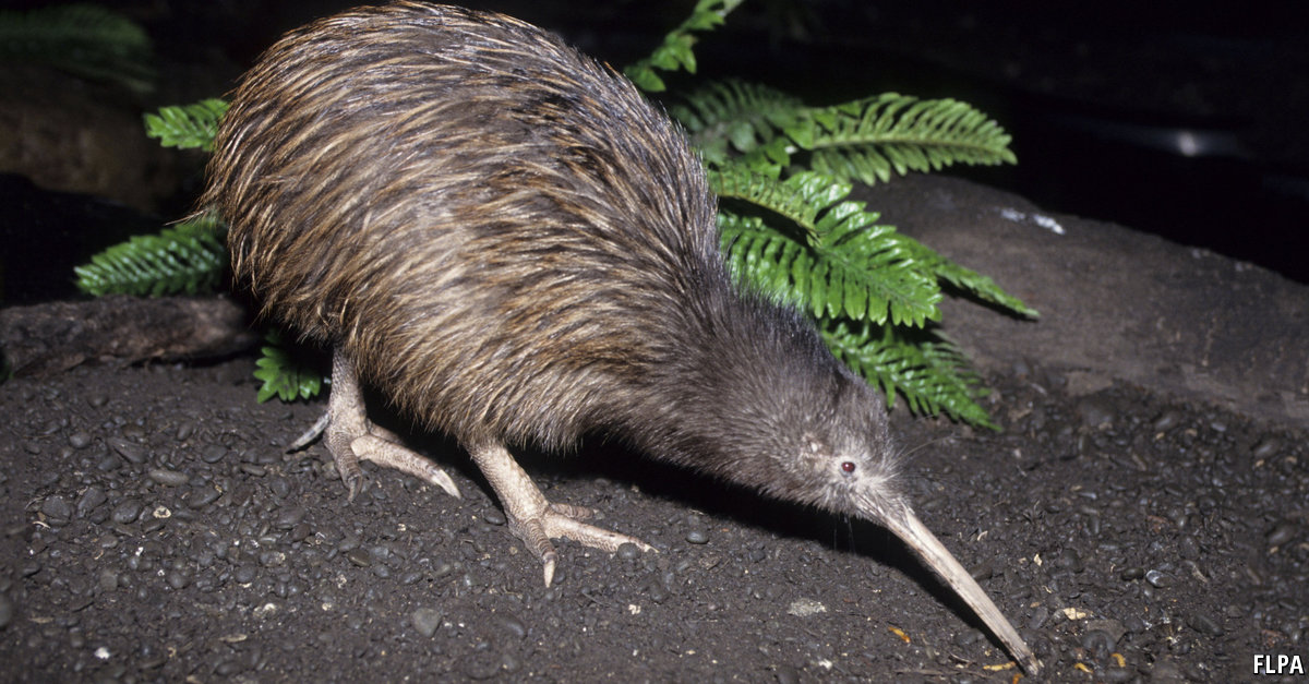 New Zealand’s war on predators | The Economist