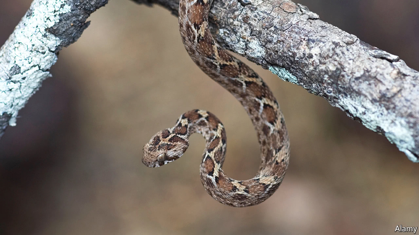 Many antidotes to snake venom do not work as well as they might ...