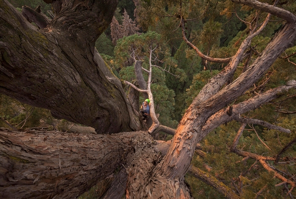 Climbing The World S Biggest Tree Seqouiadendron Giganteum