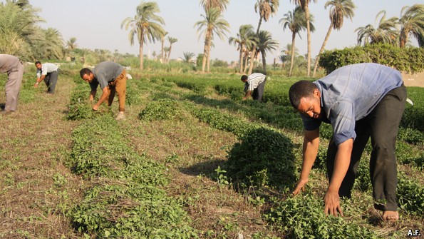 A bitter harvest - Egypt’s farmers