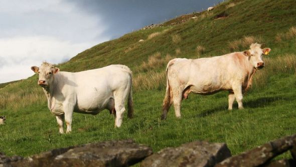 Meat and greens - Livestock