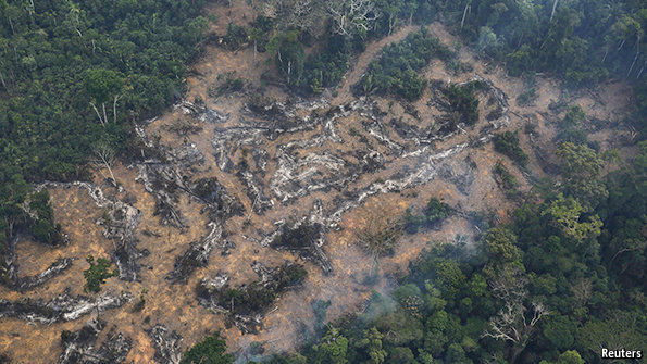 Governments Do Not Know The Best Way To Save The Amazon Rainforest. And ...