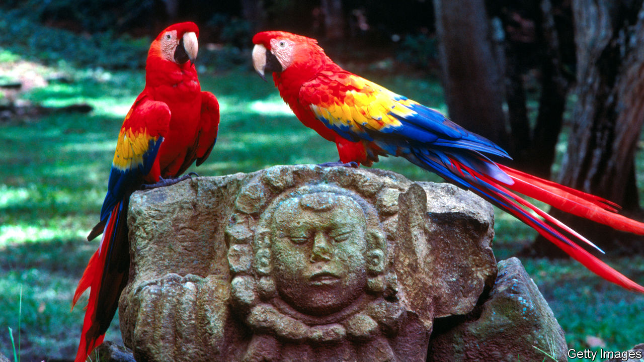 protecting-honduras-s-national-bird-guarding-guaras