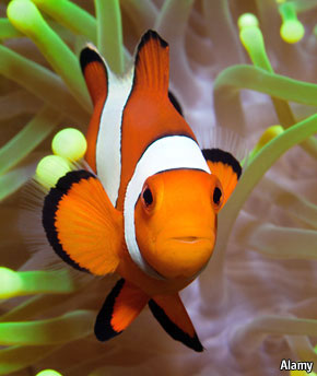 Marine biology: Finding Nemo’s role | The Economist