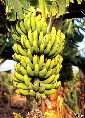 Banana diseases: Yes, we have no bananas | The Economist