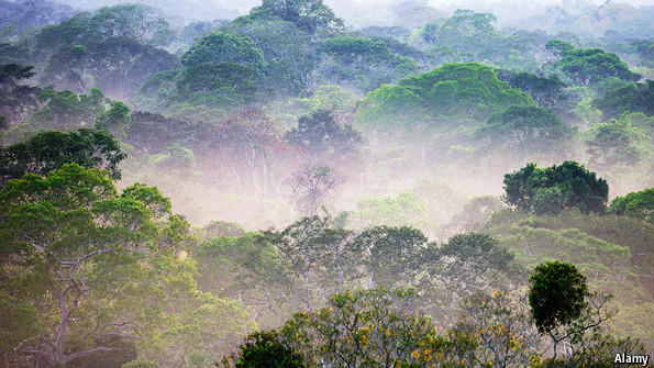 Cutting down on cutting down - The Amazon rainforest