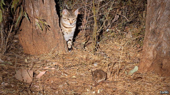 Felicitous felicide - Feral cats in Australia