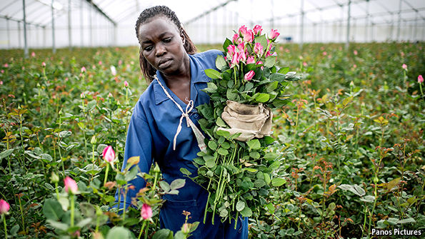 Leaving on a jet plane - Kenya's flower trade