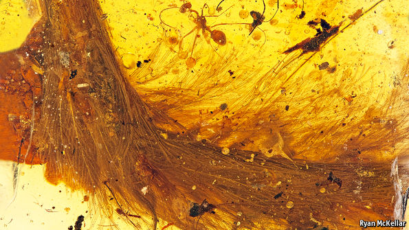 dinosaur tail with feathers in amber