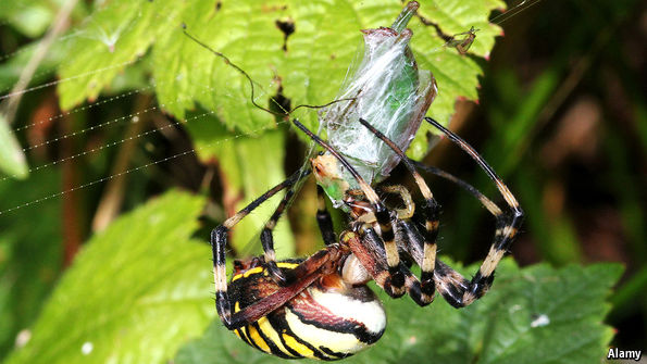 The Ecological Impact Of Spiders - Animal Behaviour