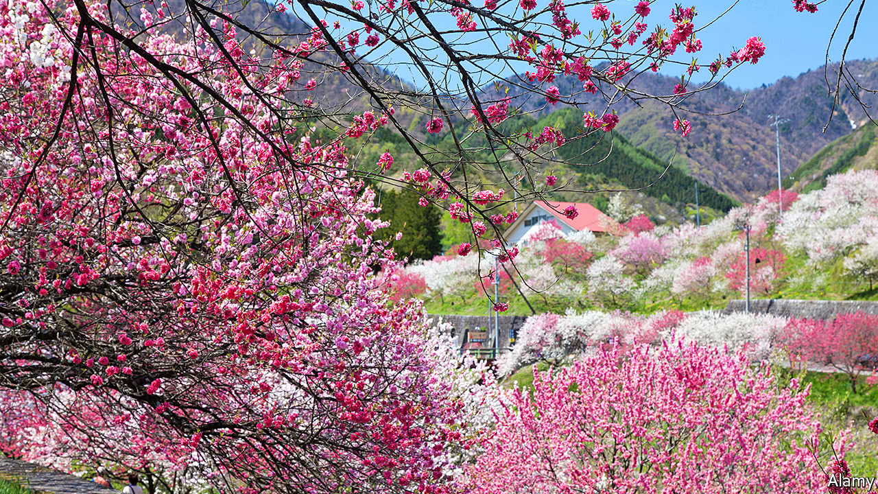 Not all Japanese towns and villages are atrophying - Pining for the