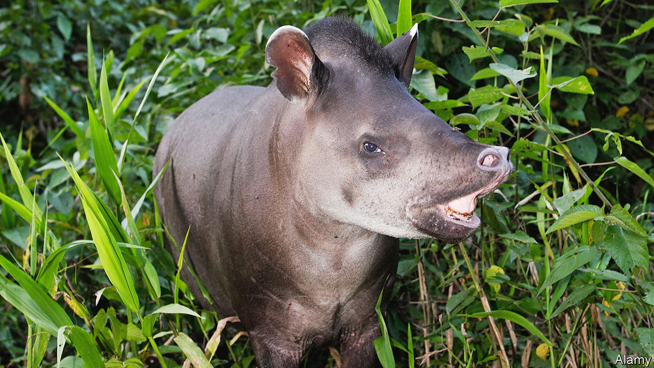 Do tapirs defecate in the woods? - Ecology