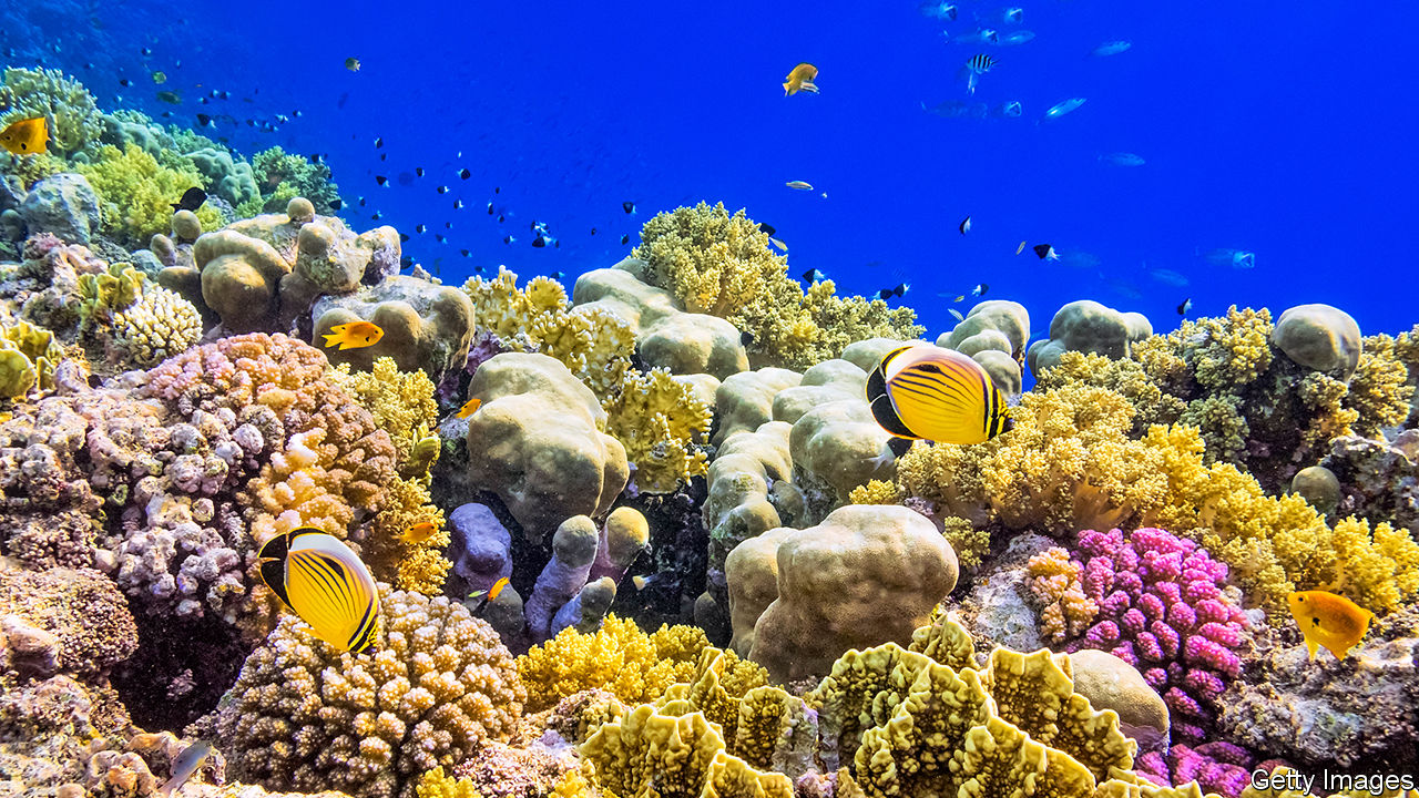 An Idea To Save Coral Reefs From Climate Change Takes A Step Forward ...